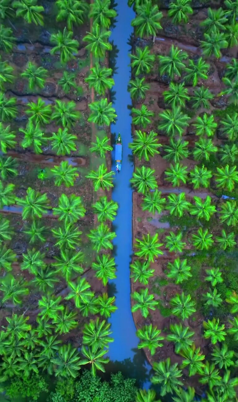 Aerial view of boats floating on Sharavathi
